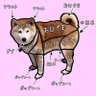 Фото профиля ウッキー