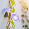 誕生花ダリア。誕生石ルビー。's profile picture