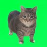 Holo-Cat Head ホログラム猫の頭 profil fotoğrafı