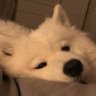 Profilbild von amy🧸
