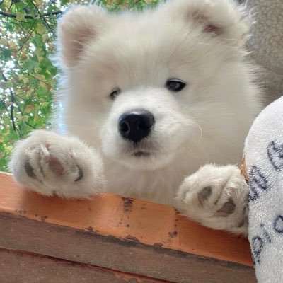 Samantha's profile picture