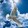نَـــوْرَس's profile picture