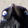 Profilbild von Cro