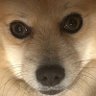 最高でーす。 的头像