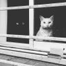 euripides mouse profil fotoğrafı