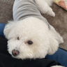 もふピピ🧢🛹🍙 profil fotoğrafı