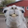 Sareo's profile picture