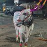 प्रवीण ताकवले देशमुख 的头像