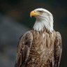 الصقر الجريح profil fotoğrafı