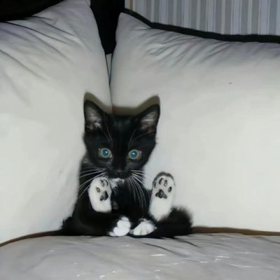 🐈⬛'s profile picture