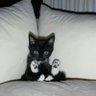 🐈‍⬛'s profile picture