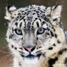 Slow Leopard 的头像