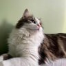 Фото профиля Celesti