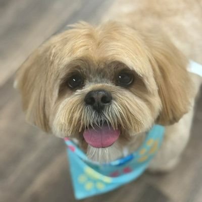 Lauren's profile picture