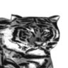 Tigrinho da Noite profil fotoğrafı