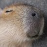 capybaraking's profile picture