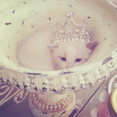 ‎miffy⋆˚🐾˖°'s profile picture