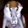 Erayil The Doggo 的头像