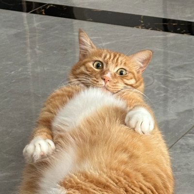 axiaisacat's profile picture