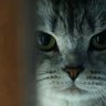 Фото профиля Curious Guy