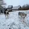Profilbild von Husky Traveler