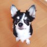 ちみ 的头像