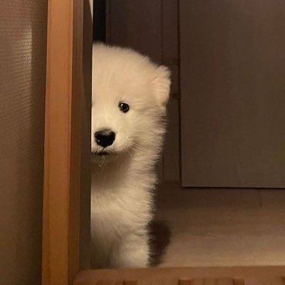 SUNGKYU_SG's profile picture