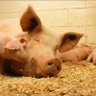 Фото профиля Puerco