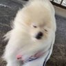 ぴーす's profile picture