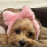 sakura's profile picture