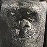 VilaineGraine's profile picture