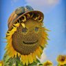 Фото профиля Sunflower farms,Abahambe 🇿🇦