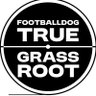 football dog's profile picture