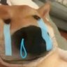 L An's profile picture