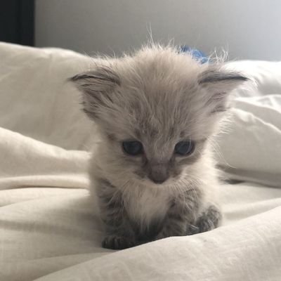 XQ's profile picture