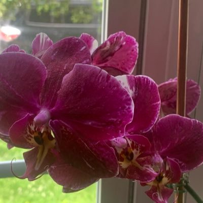 Emerald's profile picture