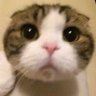 まーずか 的头像