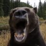 bear (urso) 🇧🇷's profile picture