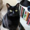 Фото профиля Political Cat