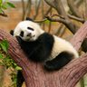 Sleepy Panda's profile picture