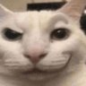 Sillycats profil fotoğrafı