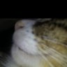 Jennifer Schaake's profile picture