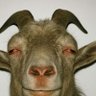 NPKAKANA's profile picture