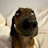 Gíh❤️🐾🏹🌵🧙‍♀️ profil fotoğrafı