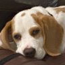 Jon The Beagle Dad profil fotoğrafı