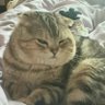 stray😢's profile picture
