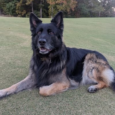 🇺🇲 JaxxTheGSD 🇺🇲's profile picture