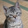 こねこ's profile picture