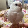 Thiago profil fotoğrafı
