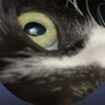 ねねねこ's profile picture